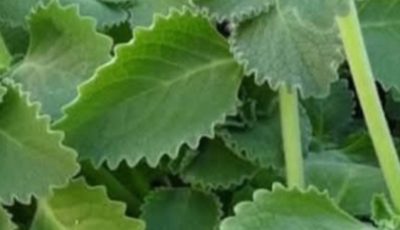 A Scientific Look At Oregano’s Role In Supporting Wellness