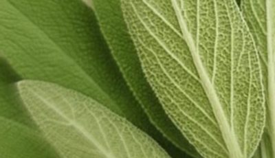 Sage: A Natural Remedy for Brain Health, Inflammation, and Joint Pain