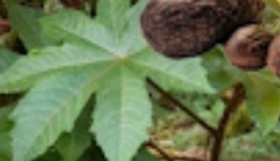 Déverrouillez le secret guérisseur de la nature : Les pouvoirs étonnants des feuilles de ricin