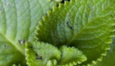 Oregano: Nature’s Small but Mighty Healer