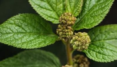 Euphorbia Hirta (Asthma-Plant): The Tiny Weed Growing in Your Yard That Could Save Your Lungs and So Much More