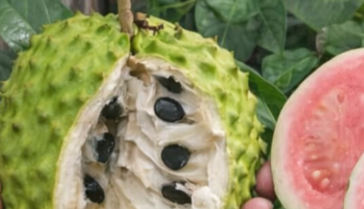 Tropical Fruit Smoothie for Wellness