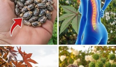 Castor Oil After 50: Here is What Happen