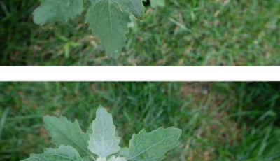 Most people have no clue. Here’s the hidden power of this plant