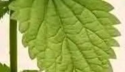 Nettle Cleansing & Vitality Recipe