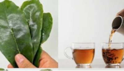 Recettes aux feuilles de corossol pour la santé